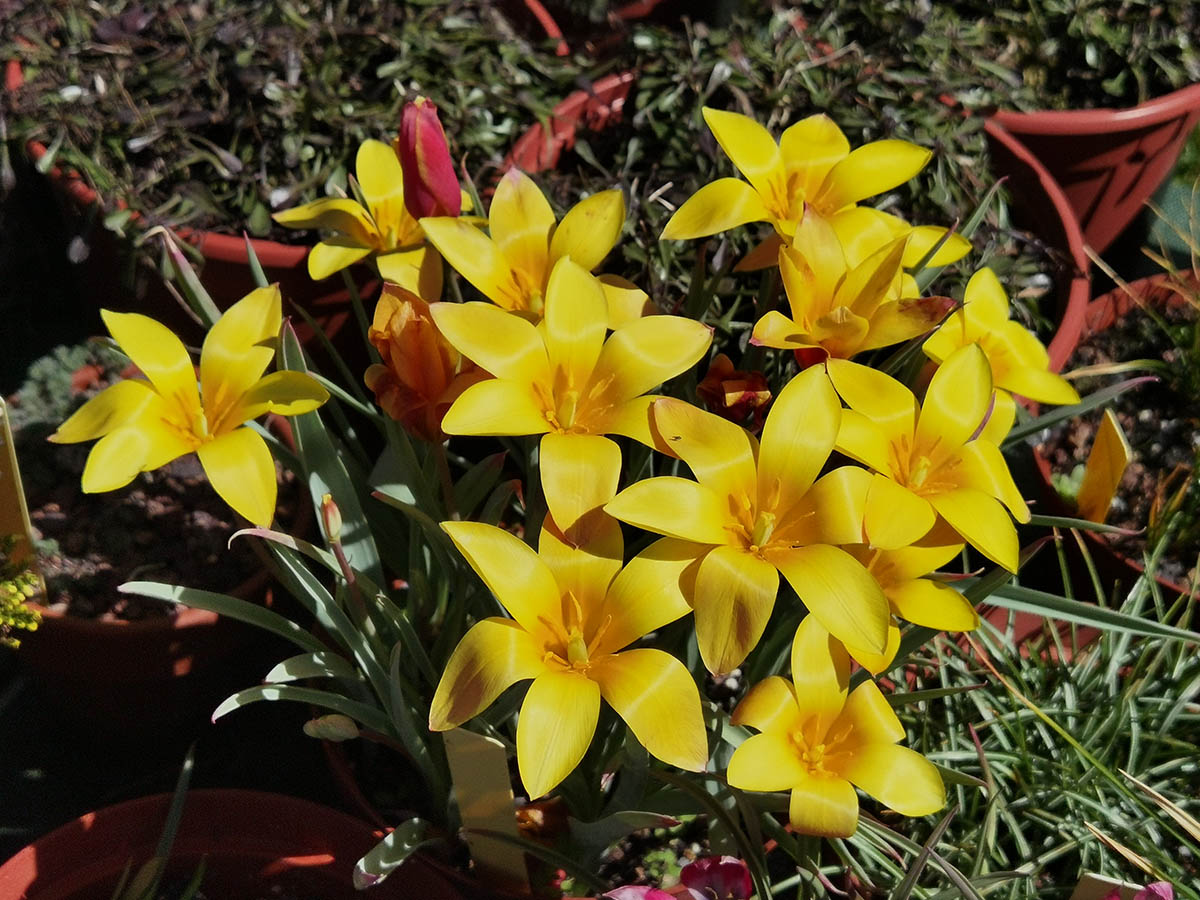 Tulipa clusiana var chrysantha 3